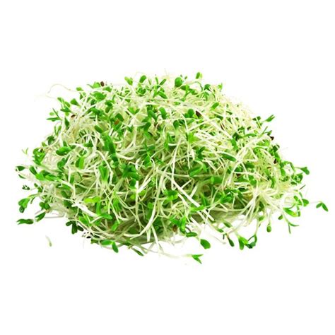 alfalfa sprouts near me price